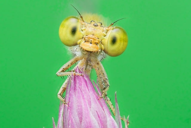 Vancouver’s Green Space Initiative: A Breath of Fresh Air for Urban Living