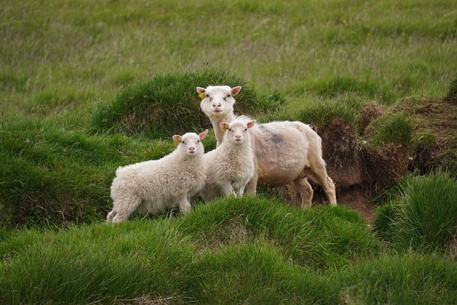 Discovering the Hidden Gem of Vancouver: Nuba