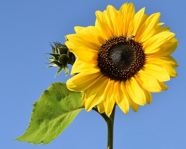 Vancouver’s Green Revolution: The Drive Towards Sustainable Urban Living