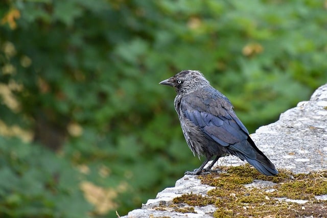 Vancouver’s Green Space Initiative: A Breath of Fresh Air for Urban Living