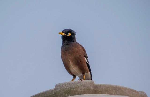 Indulging in the Flavors of Vij’s: A Culinary Journey through History