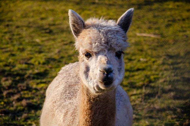 Savoring the Flavor: The Culinary Charm of Chicha Restaurant in Vancouver