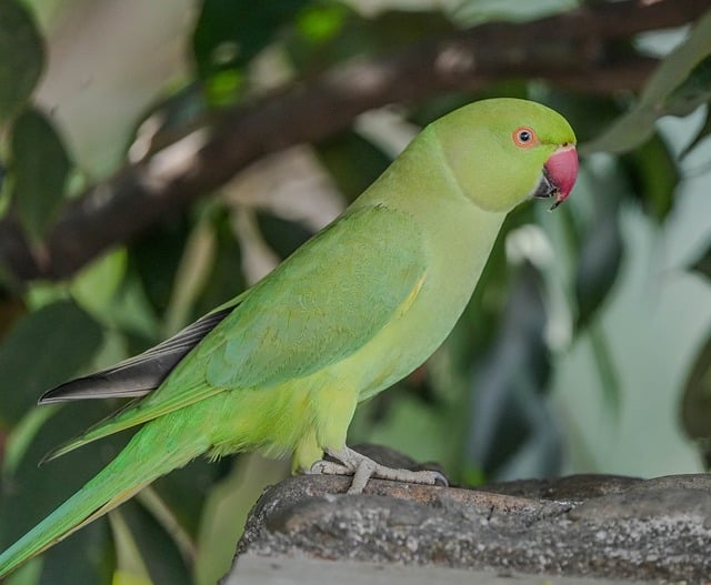 A Cozy Retreat at Vijs: Taste of Indian Culinary Art in Vancouver