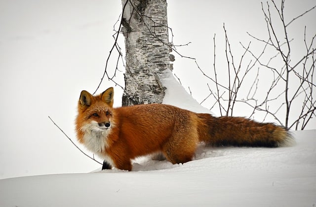 A Toast to Tradition: The Heartwarming Story of The Oakwood Canadian Bistro