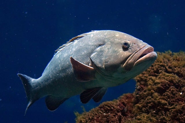 A Culinary Journey at The Fish Shack: Vancouver’s Seafood Haven