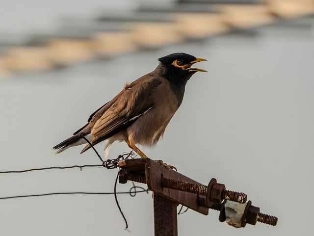 The Flavorful Journey of Vij’s: A Culinary Treasure in Vancouver