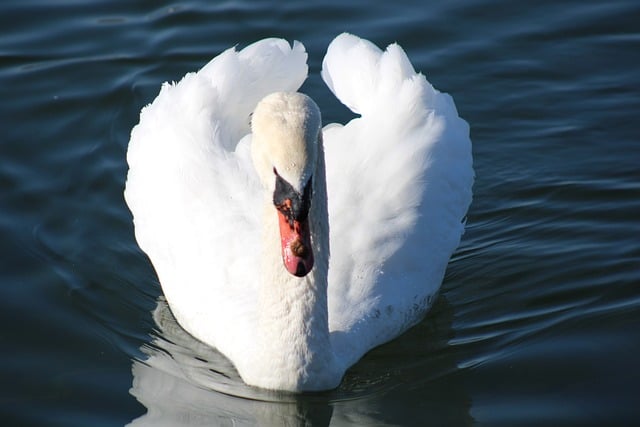 Vancouver’s Sustainable Future: The Rise of Green Infrastructure
