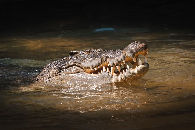 The Culinary Delight of Le Crocodile: Vancouver’s French Bistro Gem