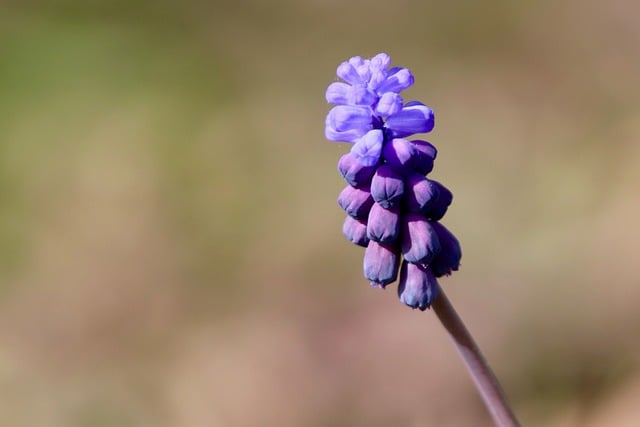 The Culinary Delight of Miku: A Vancouver Dining Jewel