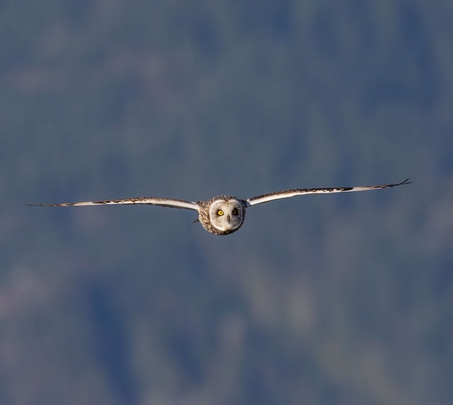 Vancouver’s Housing Affordability Dilemma: An Examination of Challenges and Opportunities