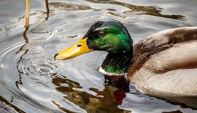 A Taste of Tradition: The Allure of Blue Water Cafe in Vancouver