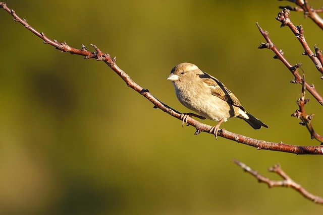 Vancouver’s Housing Affordability Crisis: Innovative Solutions on the Horizon